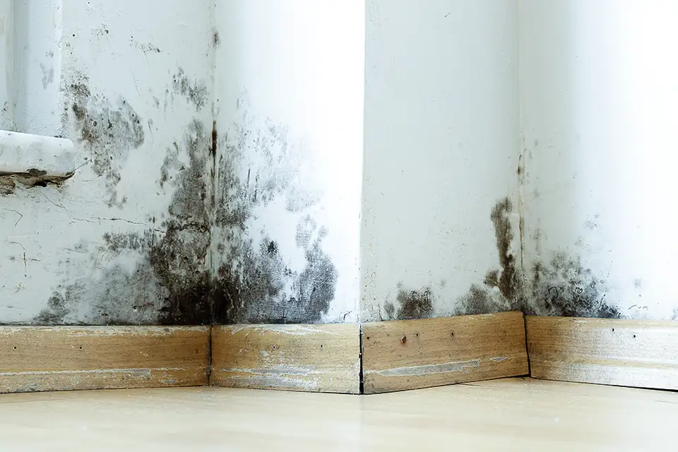 Mold covering the drywall in a home with too much humidity.