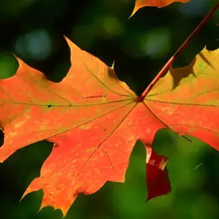 It's that time of year again, when the leaves turn from green to gold!