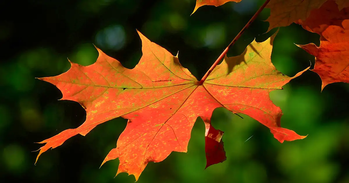 It's that time of year again, when the leaves turn from green to gold!