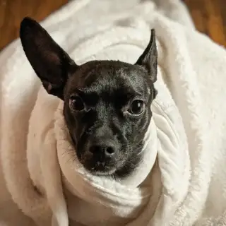 A small dog all wrapped up in a cozy blanket.