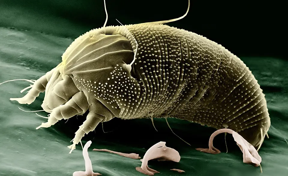 A closeup of a dust mite, as it wreaks havoc on your indoor allergies.